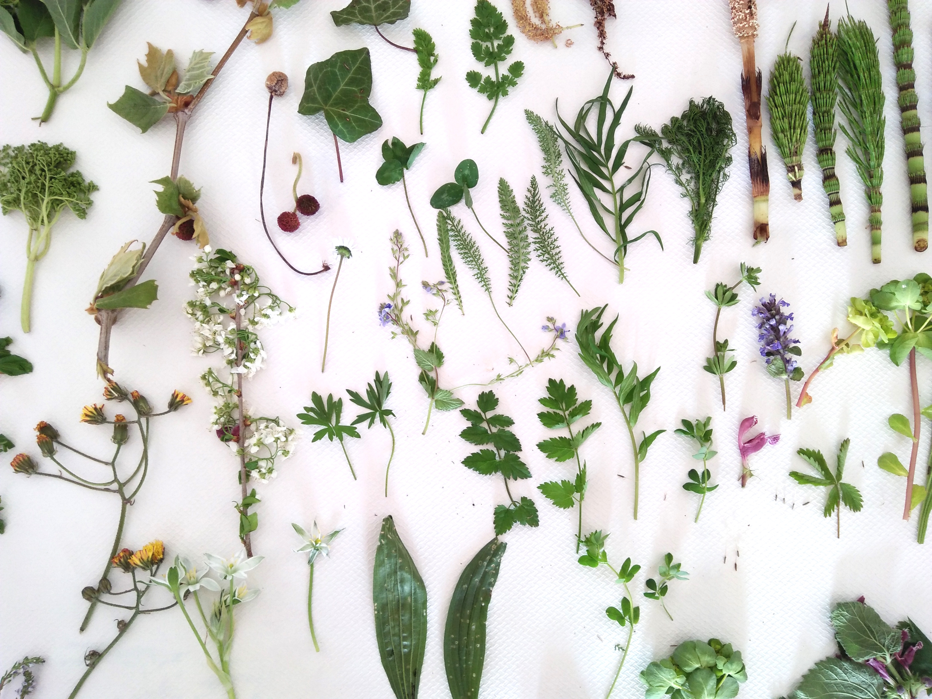 4Sarmede_Flower_Jesus Cineros illustration workshop_taken by Yodchat Bupasiri