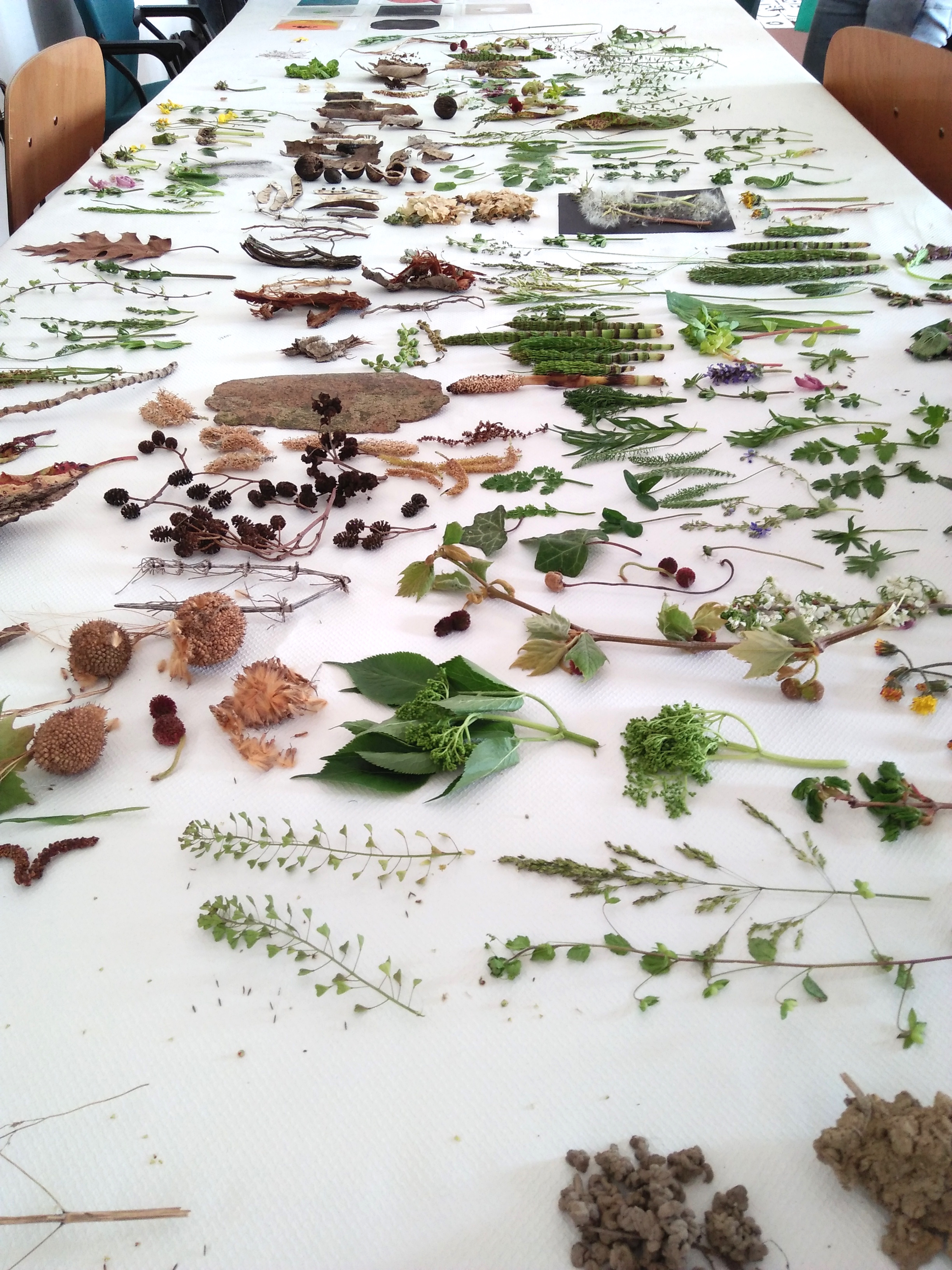 5Sarmede_Flower_Jesus Cineros illustration workshop_taken by Yodchat Bupasiri