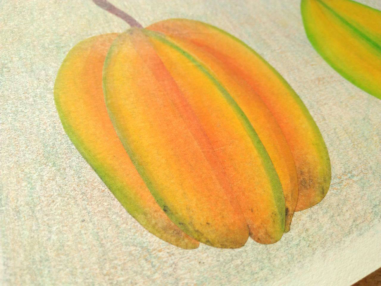 tropical fruits illustration_Yodchat Bupasiri_ยอดฉัตร บุพศิริ20